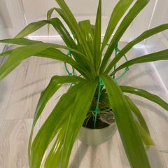 Flower with pot
