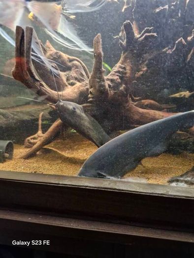 fish tank wood