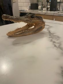 Authentic taxid head