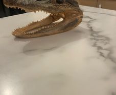 Authentic taxid head