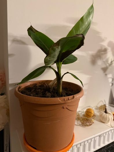 Plants for sale