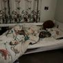Childs single bed ideal 1st bed Image 6
