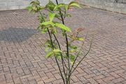 In flower Phesantberry plant