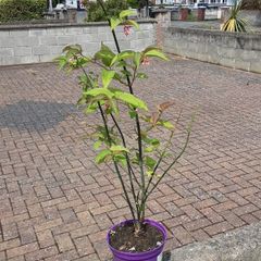 In flower Phesantberry plant
