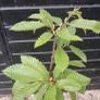 Sweet chestnut trees Image 4