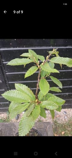 Sweet chestnut trees