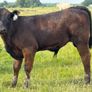 3yr Old Organic Angus Stock Bull Image 6