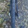Trek marlin Image 5