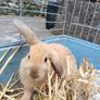 Rabbit Image 3