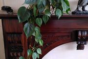 Heartleaf philodendron