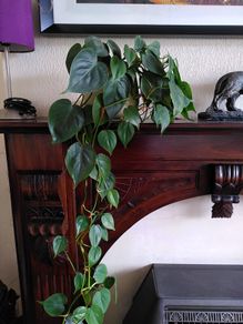 Heartleaf philodendron