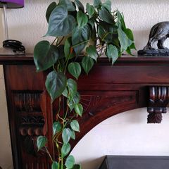 Heartleaf philodendron