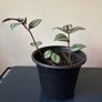 Plant Image 2
