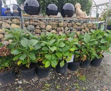 hydrangea