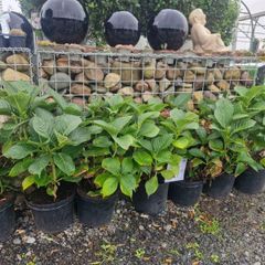 hydrangea