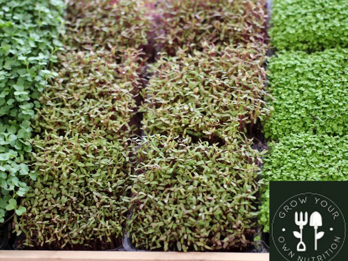 Microgreens Soil Free Growing Kit