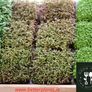 Microgreens Soil Free Growing Kit Image 5