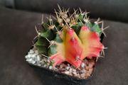 Gymnocalycium mihanovichii cactus