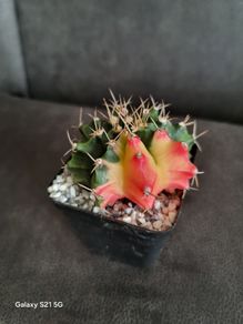 Gymnocalycium mihanovichii cactus