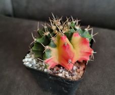 Gymnocalycium mihanovichii cactus