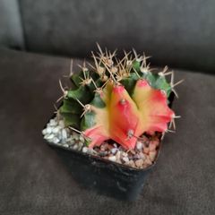 Gymnocalycium mihanovichii cactus