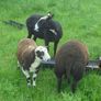 Hoggets , Ewes with Lambs Image 7
