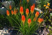 (T) Tritoma Red Hot Poker Seeds 0.3g (883737)