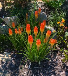 (T) Tritoma Red Hot Poker Seeds 0.3g (883737)