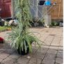 Big spider plant Image 2