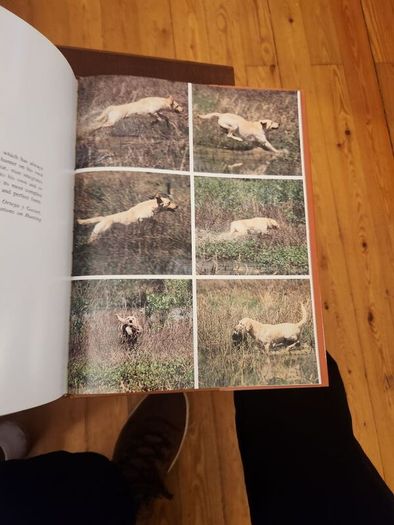 Just Dogs. A Literary & Photographic Tribute To The Great Hunting Breeds. First Edition Large Volume Hardback With Dustjacket In Very Good Condition. 36.