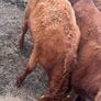 5 pbnr Saler excellent heifers to breed Image 3