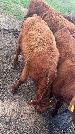 4 pbnr Saler excellent heifers to breed