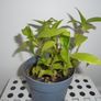 House plants Image 3
