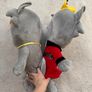 Pleasant Goat And Big Big Wolf Jumbo Wolnie and WOLFFY Plush approx. 23 TV Show Chinese Anime Used Damaged Please see photos Image 9