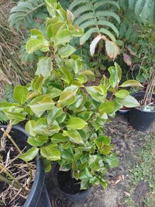 Camellia
