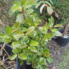 Camellia