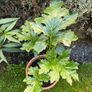 Garden Plant Bear's Breeches Image 2