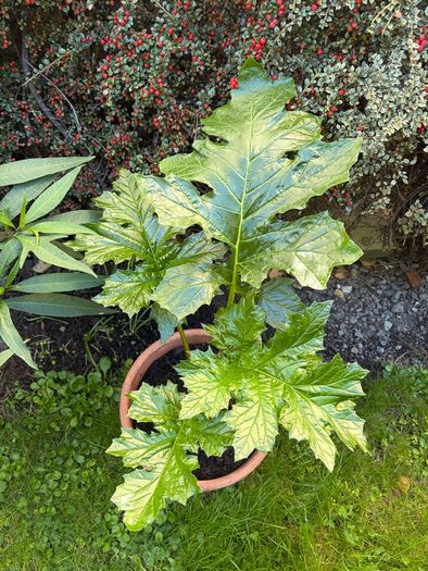 Garden Plant Bear's Breeches