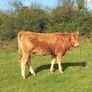 Organic heifers Gort mart Oct 1st Image 6
