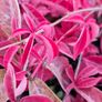 Virginia Creeper Two Euros Image 3