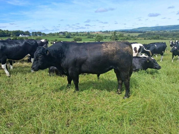 Livestock