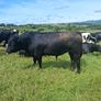 Livestock Image 3