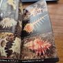 The Audubon Society Field Guide to North American Seashells Image 5