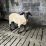 Selection of hogget rams Image 2
