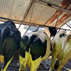 Cows