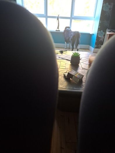 dinner
