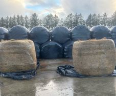 Silage Bales for sale