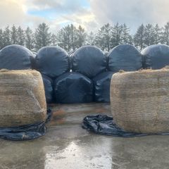 Silage Bales for sale
