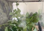 Indian Stick Insects / Easy Pet Insects for Adoption