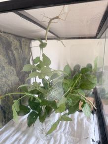 Indian Stick Insects / Easy Pet Insects for Adoption